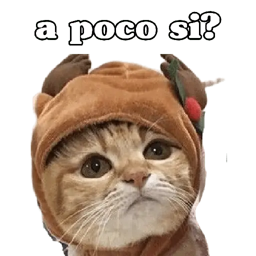 michis en actitud navideña 🎄🐈