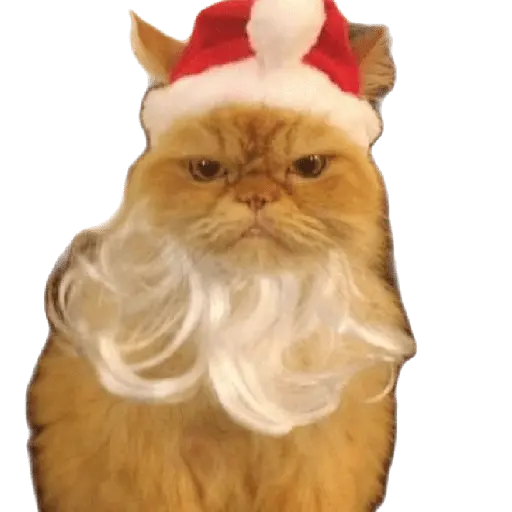 michis en actitud navideña 🎄🐈