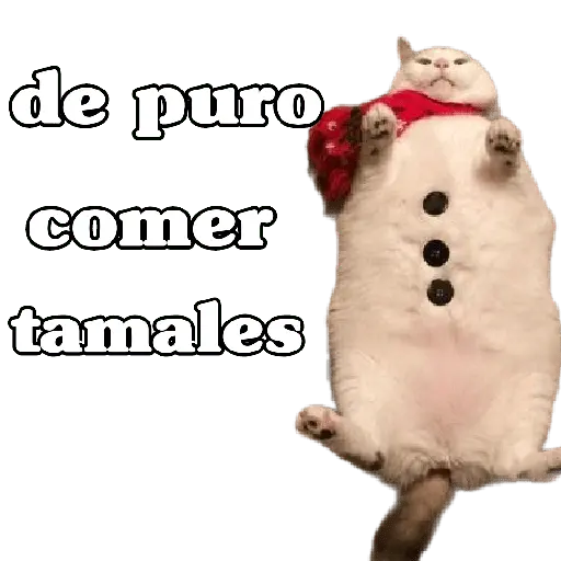michis en actitud navideña 🎄🐈