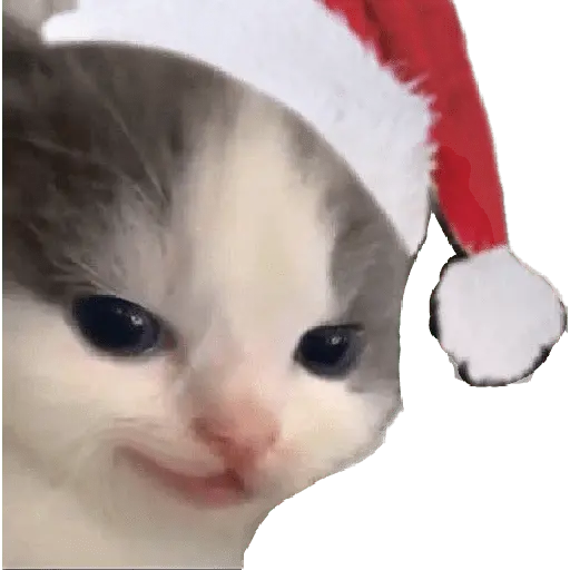 michis en actitud navideña 🎄🐈
