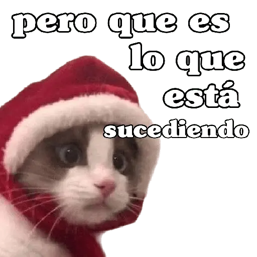 michis en actitud navideña 🎄🐈