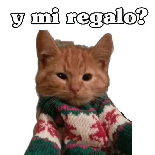 michis en actitud navideña 🎄🐈