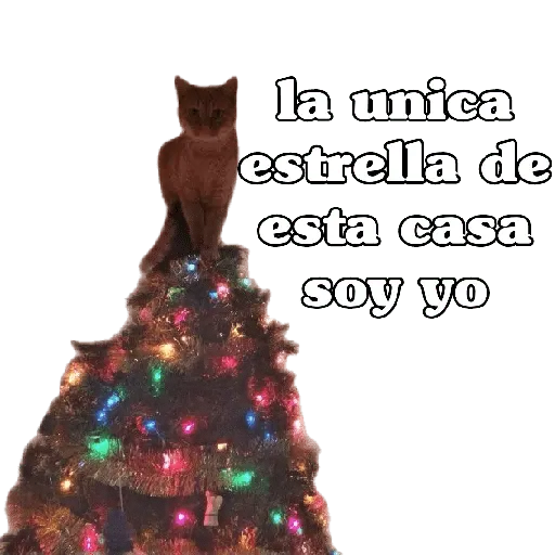 michis en actitud navideña 🎄🐈