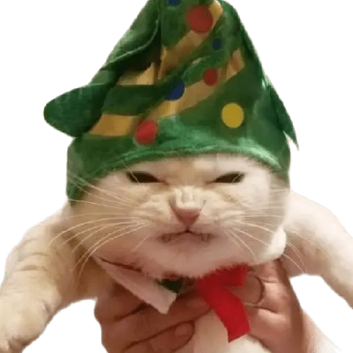 michis en actitud navideña 🎄🐈