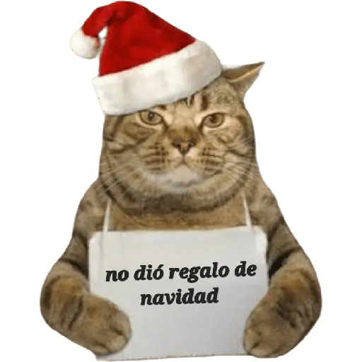 michis en actitud navideña 🎄🐈