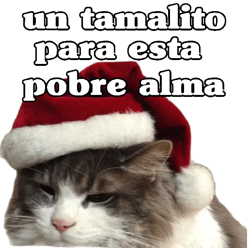 michis en actitud navideña 🎄🐈
