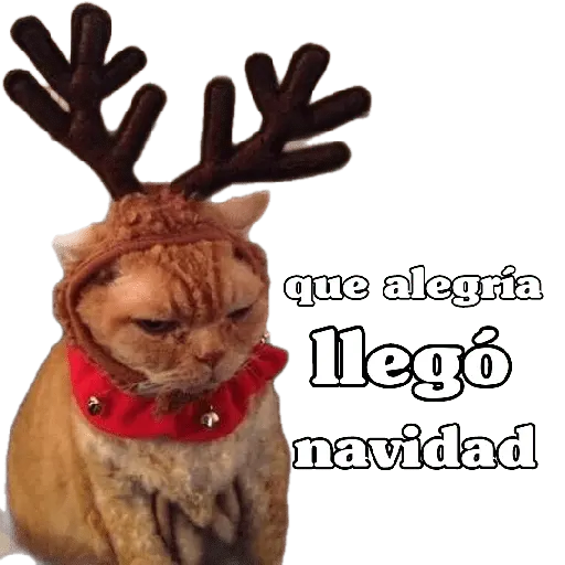michis en actitud navideña 🎄🐈