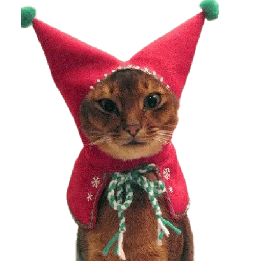 michis en actitud navideña 🎄🐈