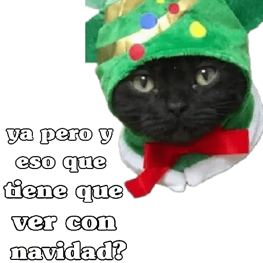 michis en actitud navideña 🎄🐈