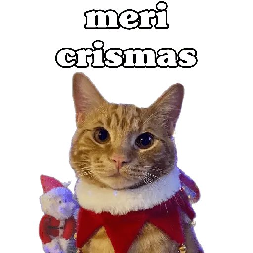 michis en actitud navideña 🎄🐈