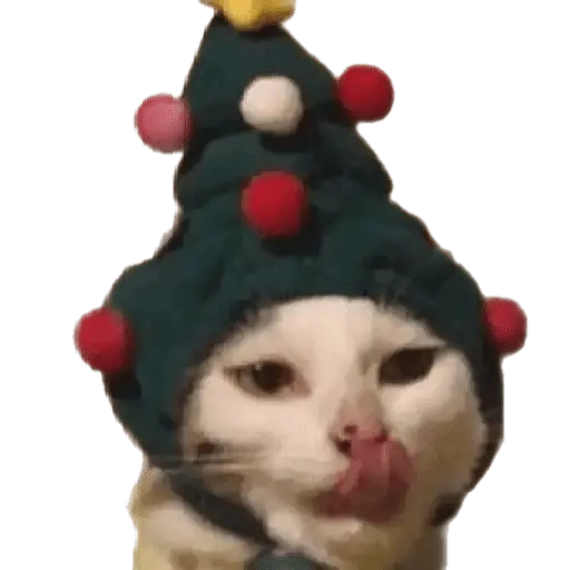 michis en actitud navideña 🎄🐈