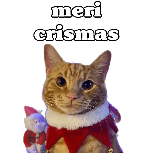 michis en actitud navideña 🎄🐈 preview