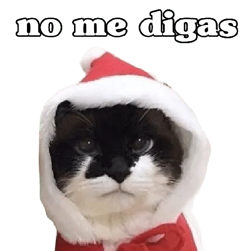 michis en actitud navideña 🎄🐈
