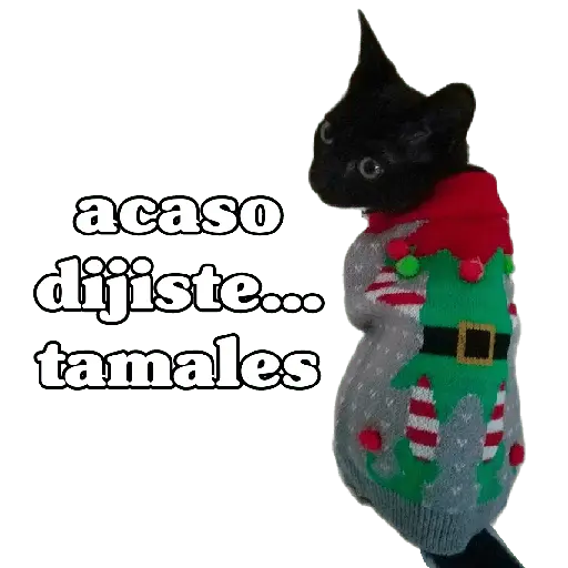 michis en actitud navideña 🎄🐈
