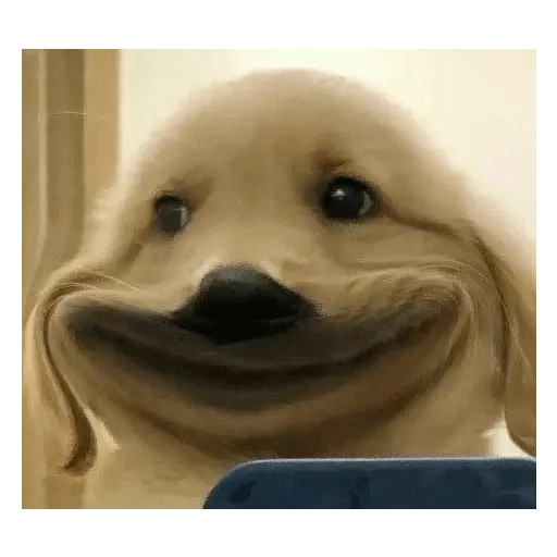 Animalitus pa diciembre 🥰🥺