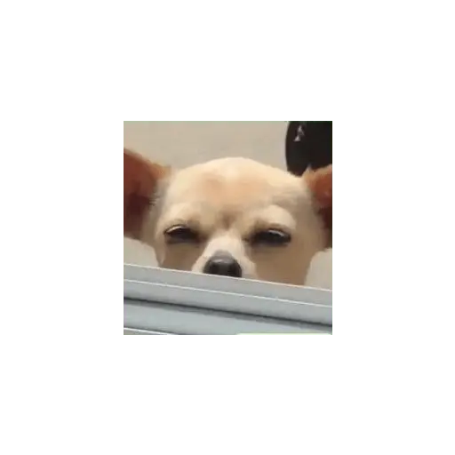 Animalitus pa diciembre 🥰🥺