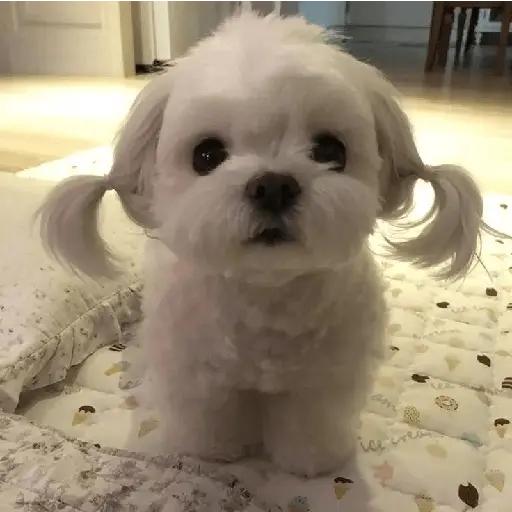 Animalitus pa diciembre 🥰🥺