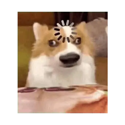 Animalitus pa diciembre 🥰🥺
