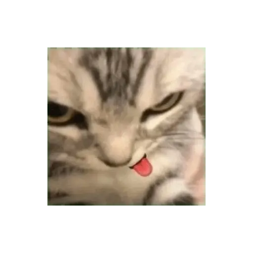 Animalitus pa diciembre 🥰🥺