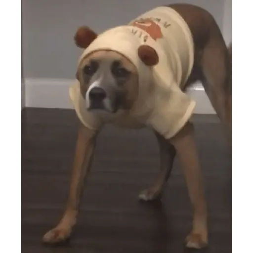 Animalitus pa diciembre 🥰🥺