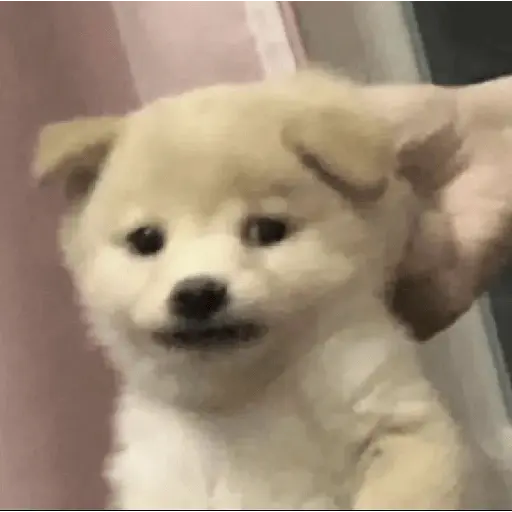 Animalitus pa diciembre 🥰🥺