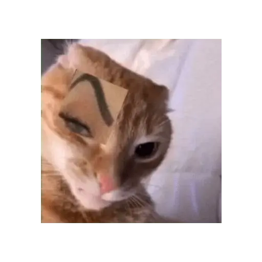 Animalitus pa diciembre 🥰🥺