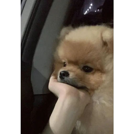 Animalitus pa diciembre 🥰🥺