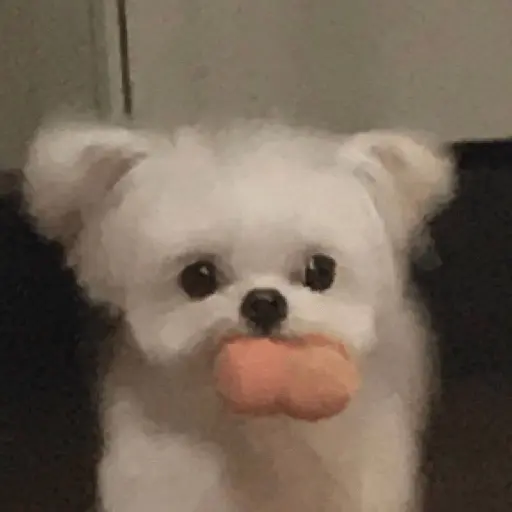 Animalitus pa diciembre 🥰🥺