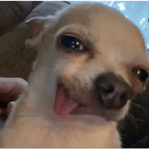 Animalitus pa diciembre 🥰🥺