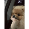 Animalitus pa diciembre 🥰🥺