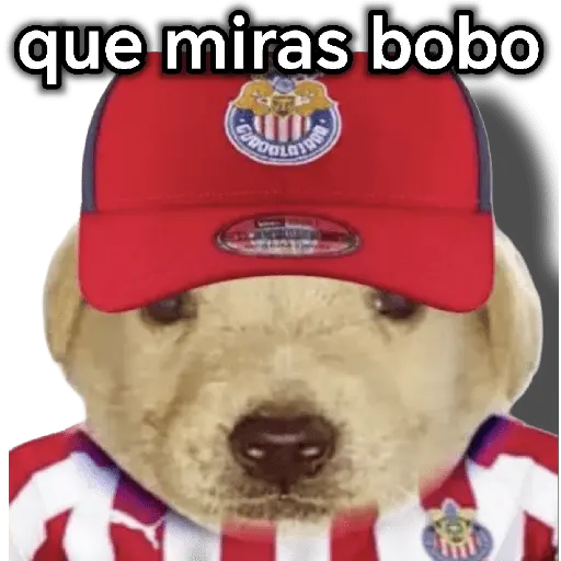 chivas