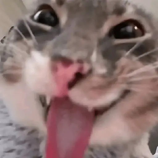 & Gatiños CHILL #③ 🐈‍⬛