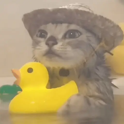 & Gatiños CHILL #③ 🐈‍⬛