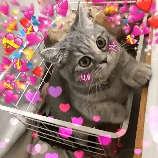 Gatos Amor 2💖💙💛 sticker 15