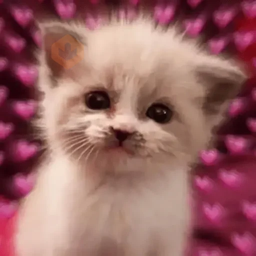 Gatos Amor 2💖💙💛 sticker 23
