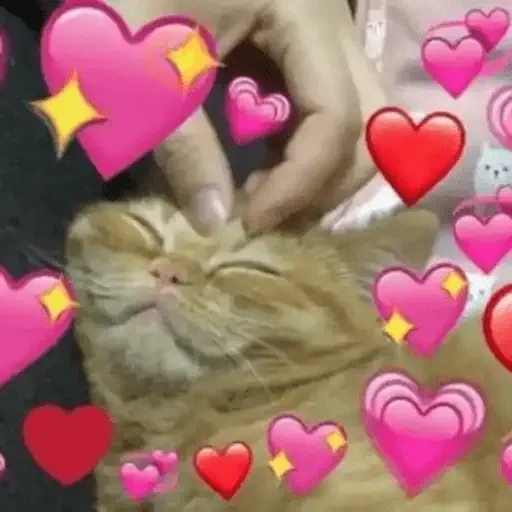 Gatos Amor 2💖💙💛 sticker 28
