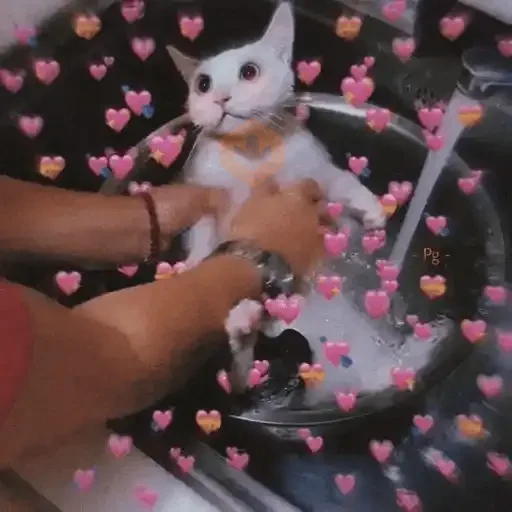 Gatos Amor 2💖💙💛 sticker 20