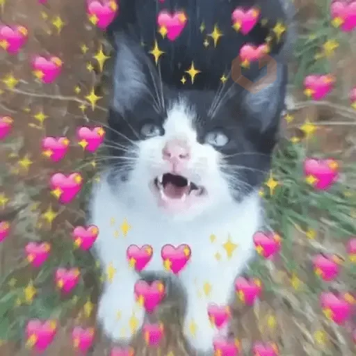 Gatos Amor 2💖💙💛 sticker 13