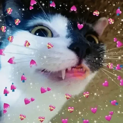 Gatos Amor 2💖💙💛 sticker 21