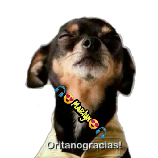 variados 🐕🐈 