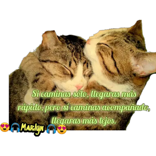 variados 🐕🐈 