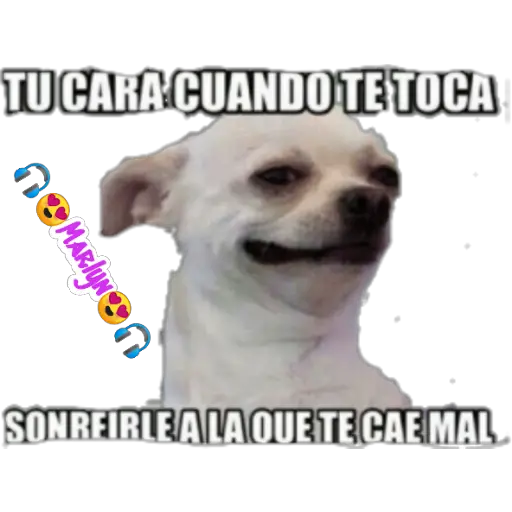 variados 🐕🐈 