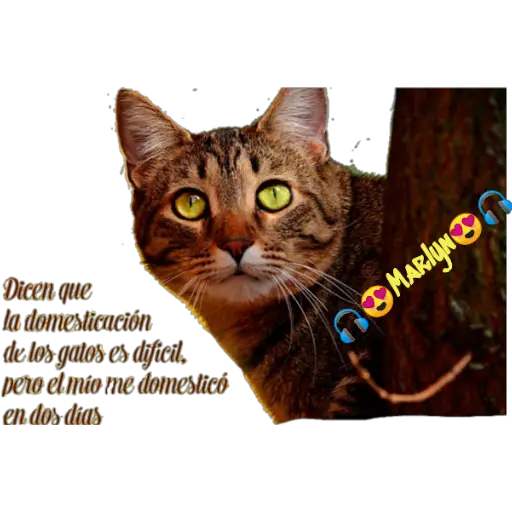 variados 🐕🐈 