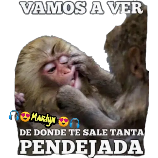variados 🐕🐈 