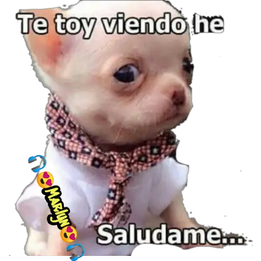 variados 🐕🐈 