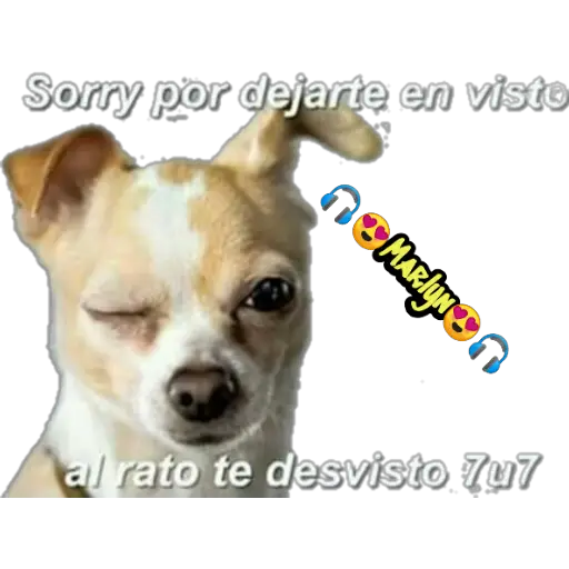 variados 🐕🐈 