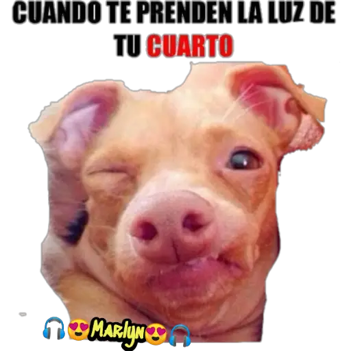 variados 🐕🐈 