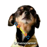 variados 🐕🐈 