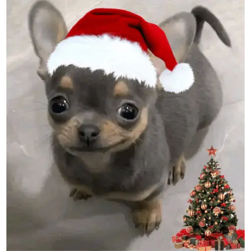 Christmas/Navidad/Diciembre🎅
