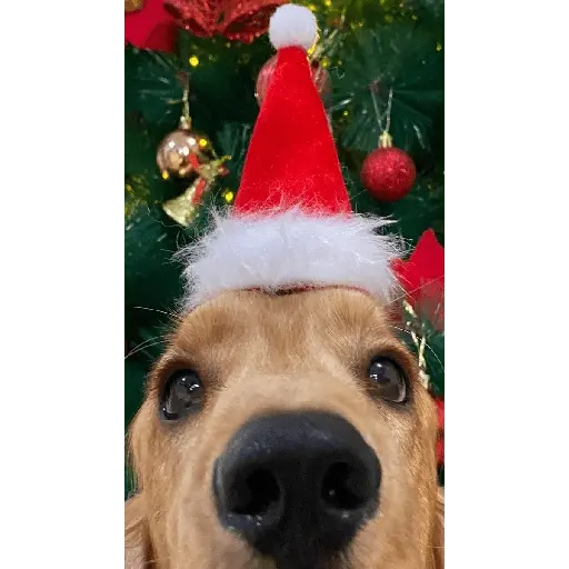 Christmas/Navidad/Diciembre🎅